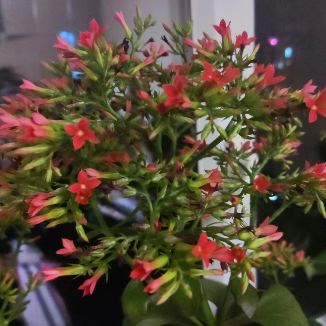 未来更美好。