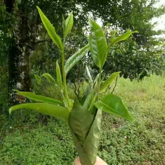 普洱。。。。。。