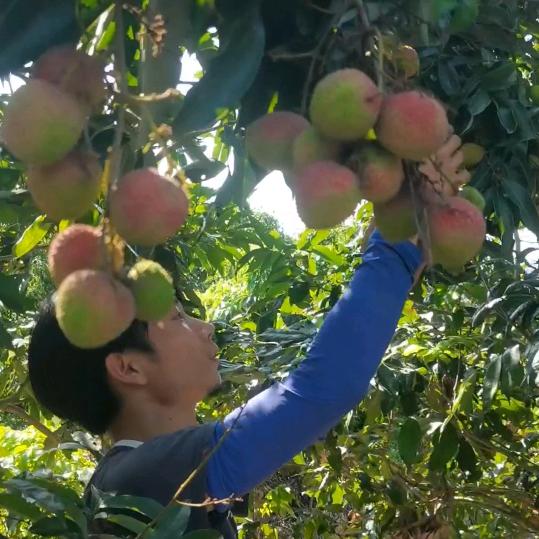 乡农阿逸