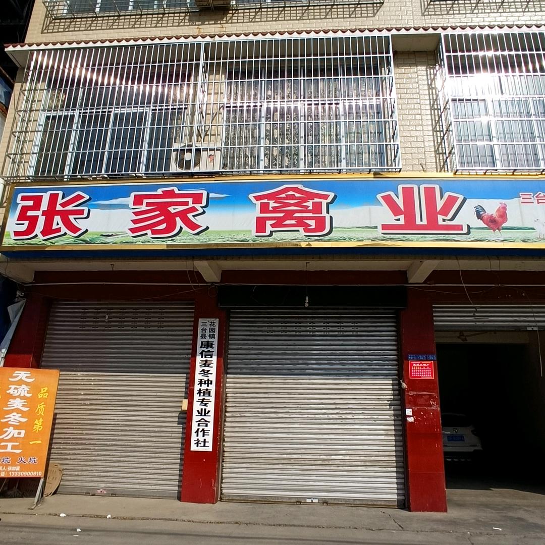 张家禽业小鸡