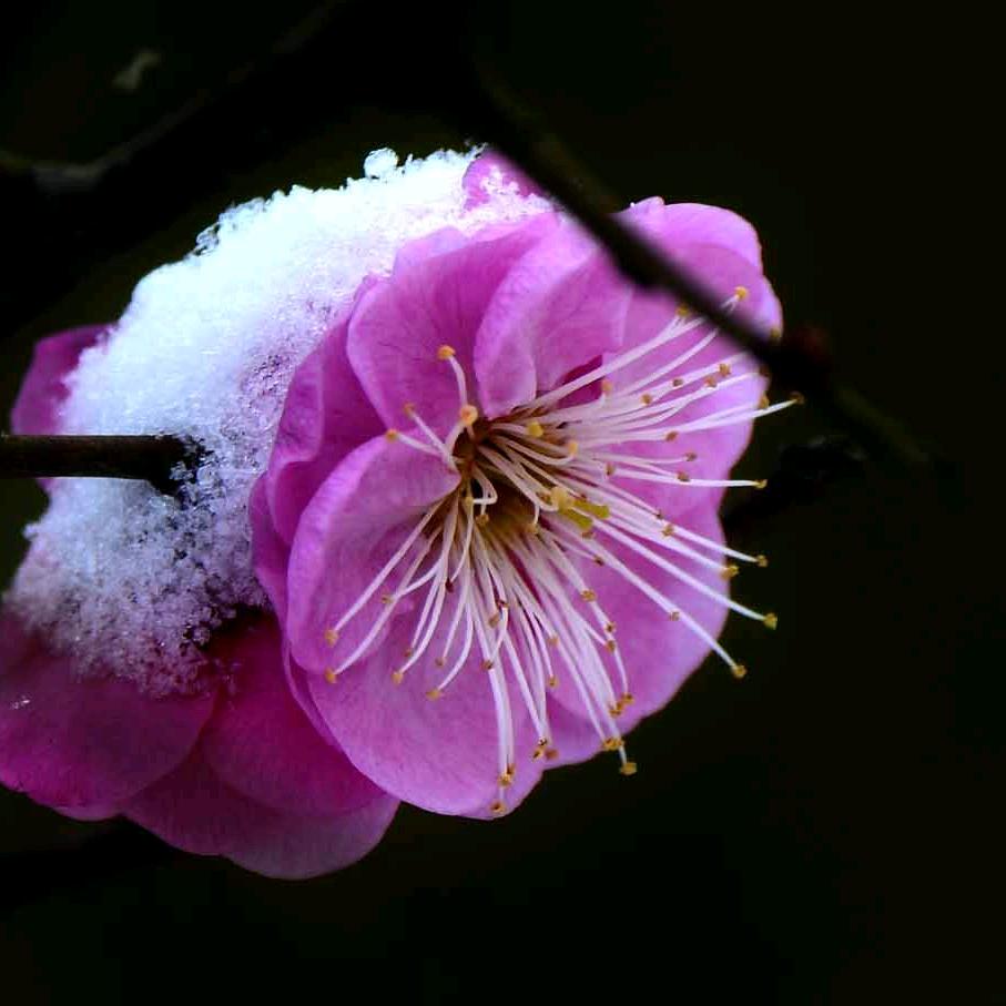 冰天雪地✨