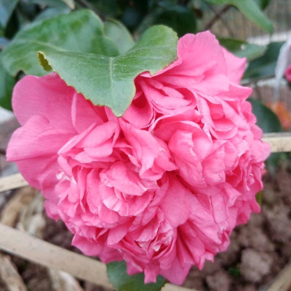 🌹术  华🌹