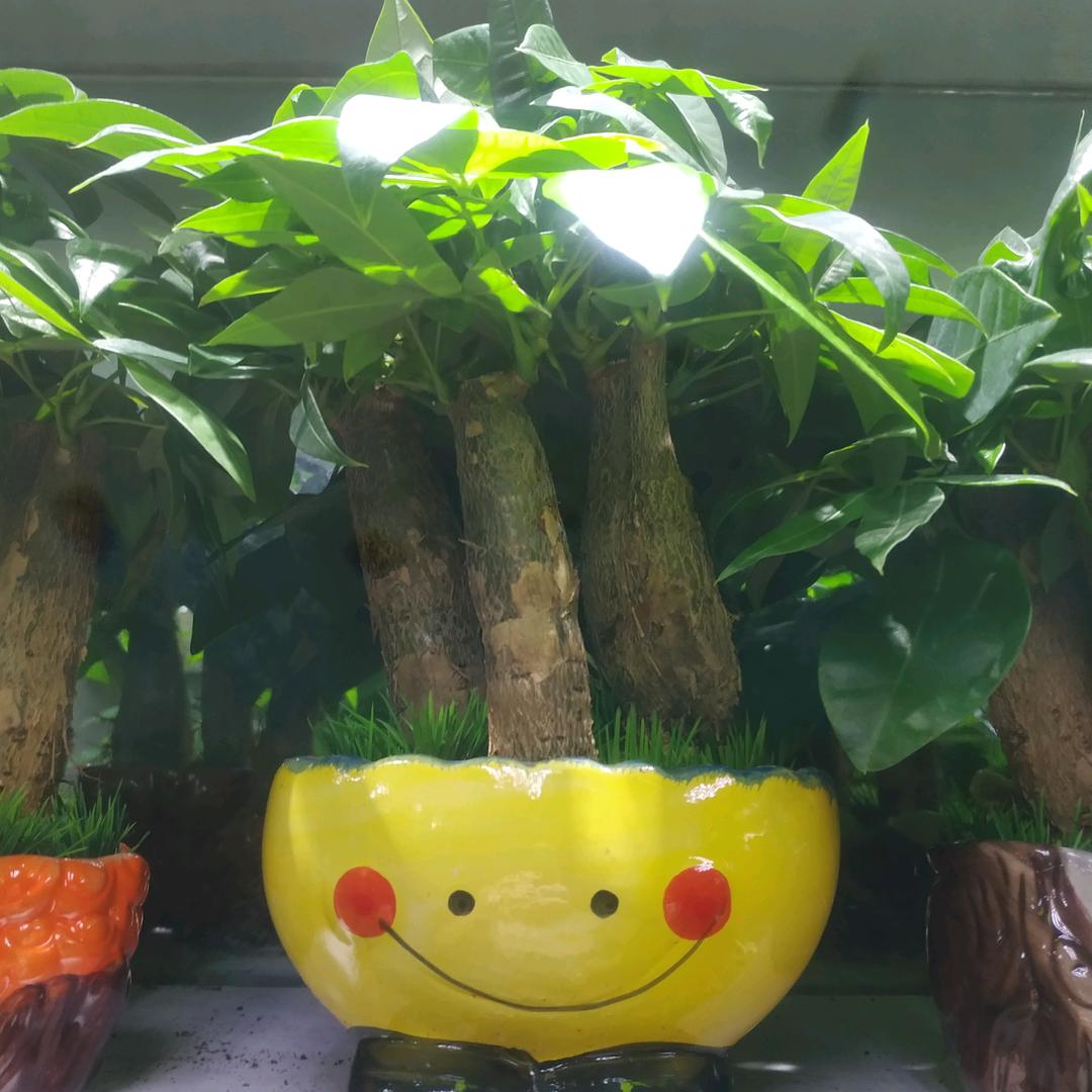 武