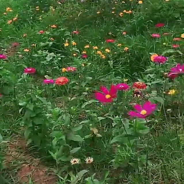 陈代蓉