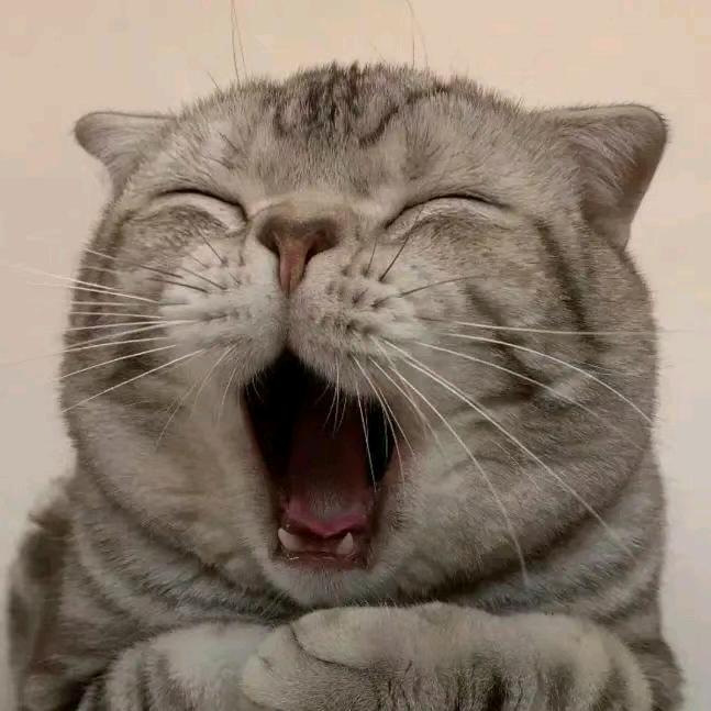 吃饭睡觉长肉肉