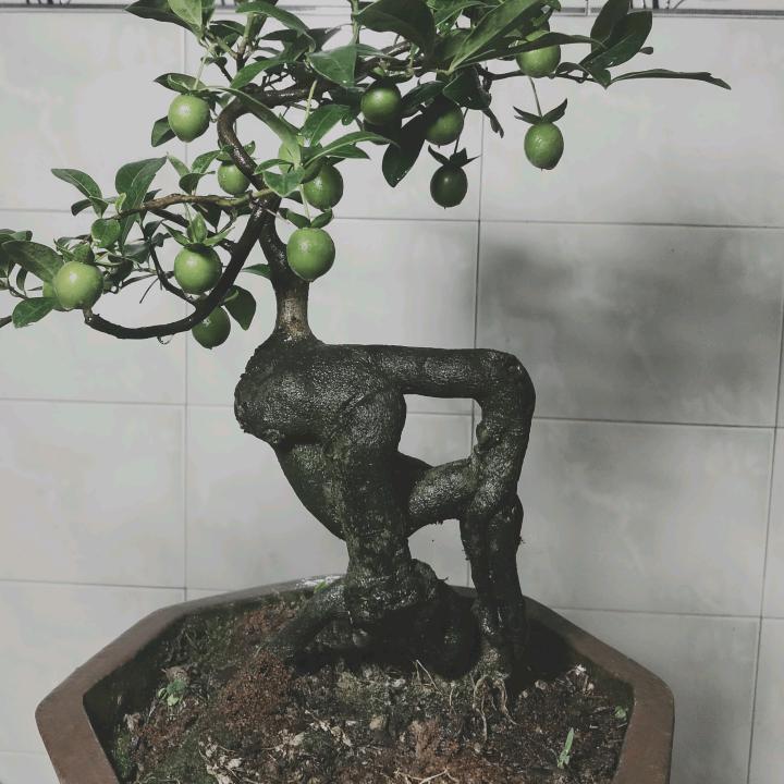 小包农耕盆景