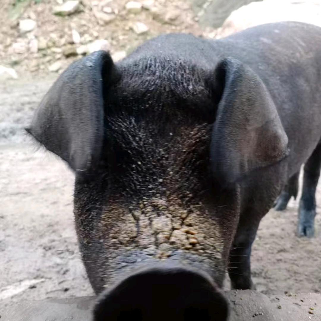 我在深山养年猪