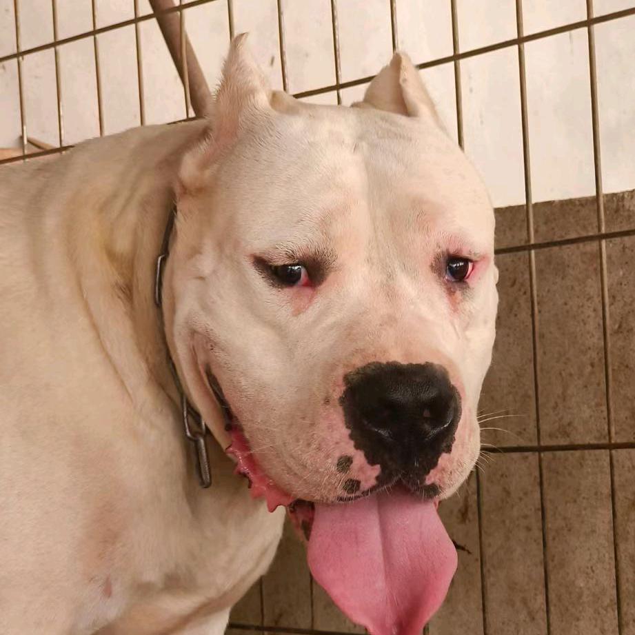 💞࿐猎犬᭄之王᭄💞࿐