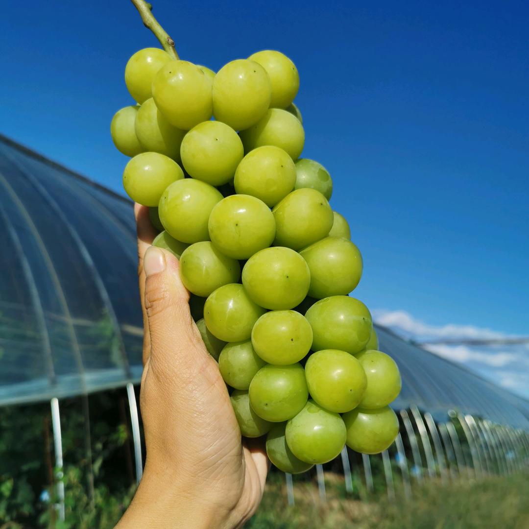 绿净农业园-萄里萄气