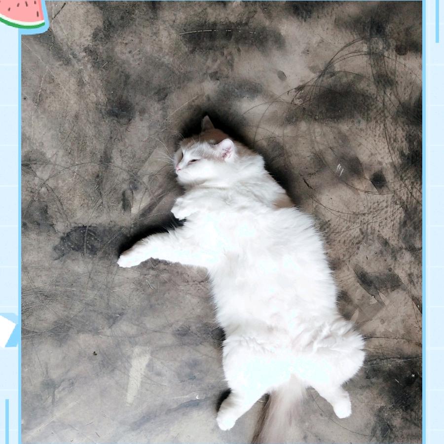 宿歌v的生活小记