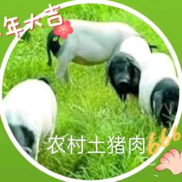 军营天天鲜鲜肉批发总汇-前屯店