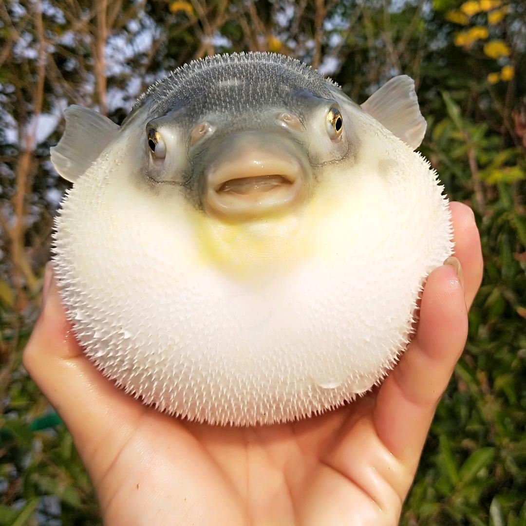 手扶式拖拉斯基