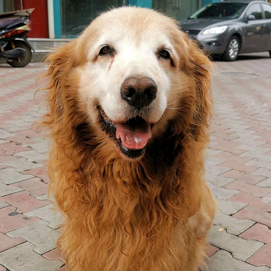 宠定三生宠物服务