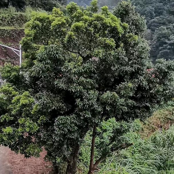 榕树好物分享