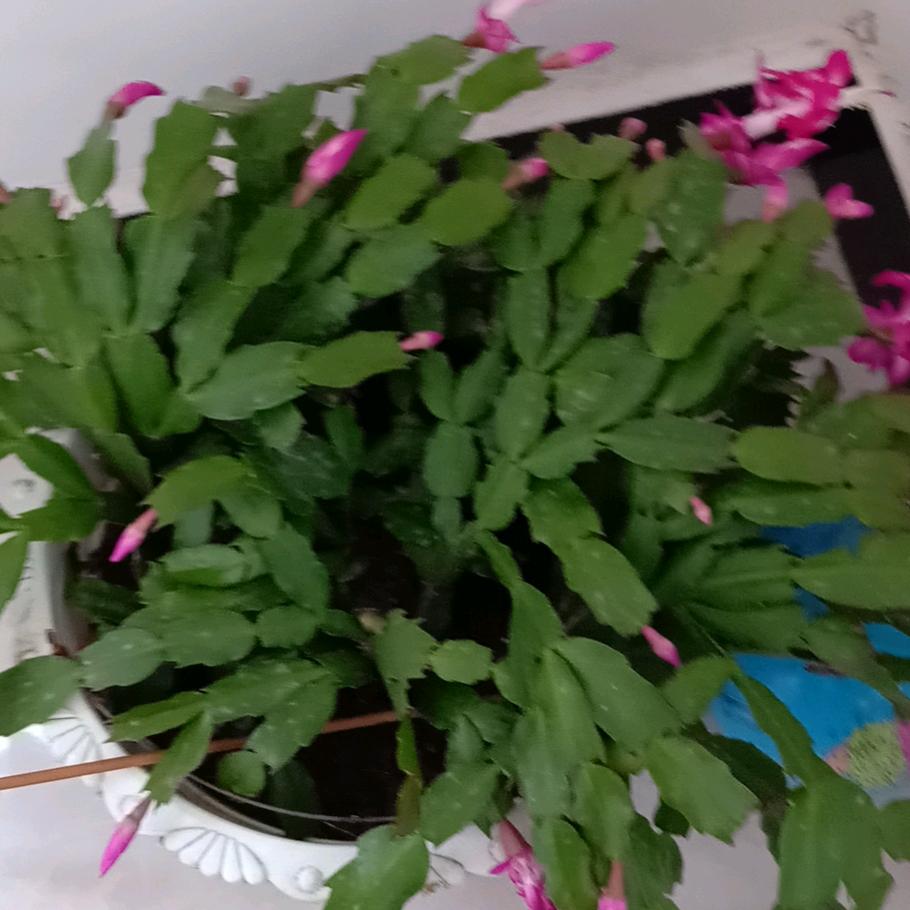 开心🌹玫瑰