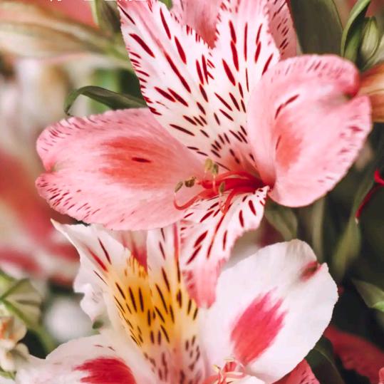 下辈子不做女人