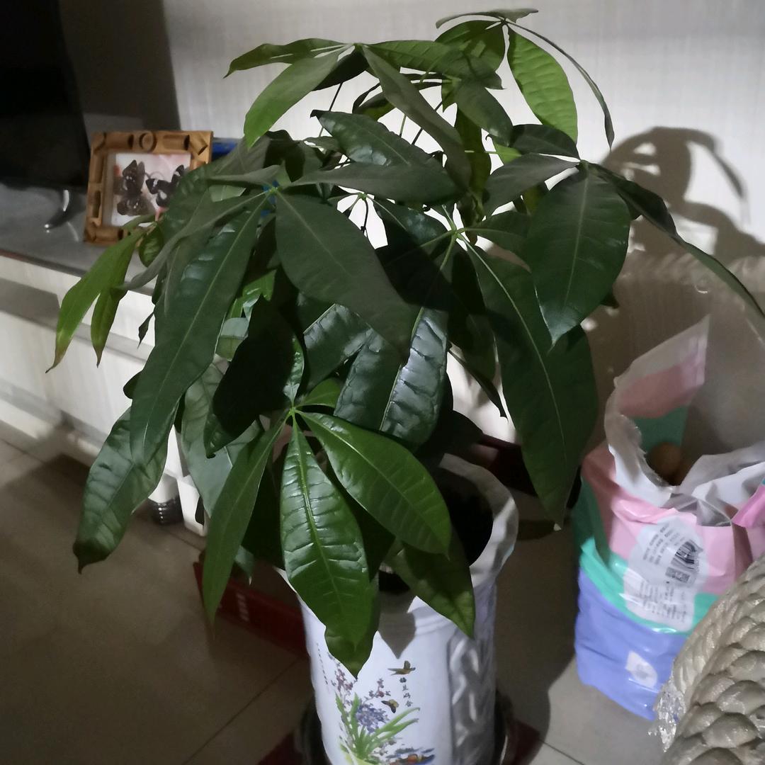 飞翔