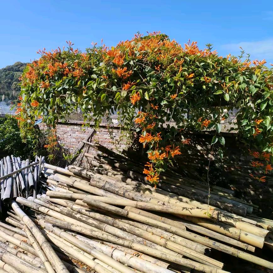 顺其自然🌺