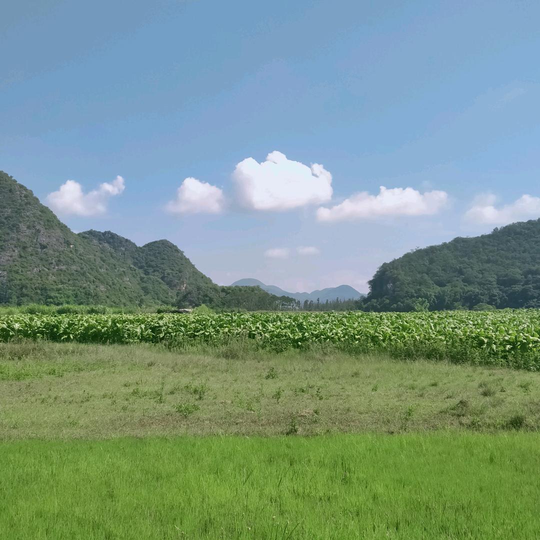 巨鹿县元宝机晴天