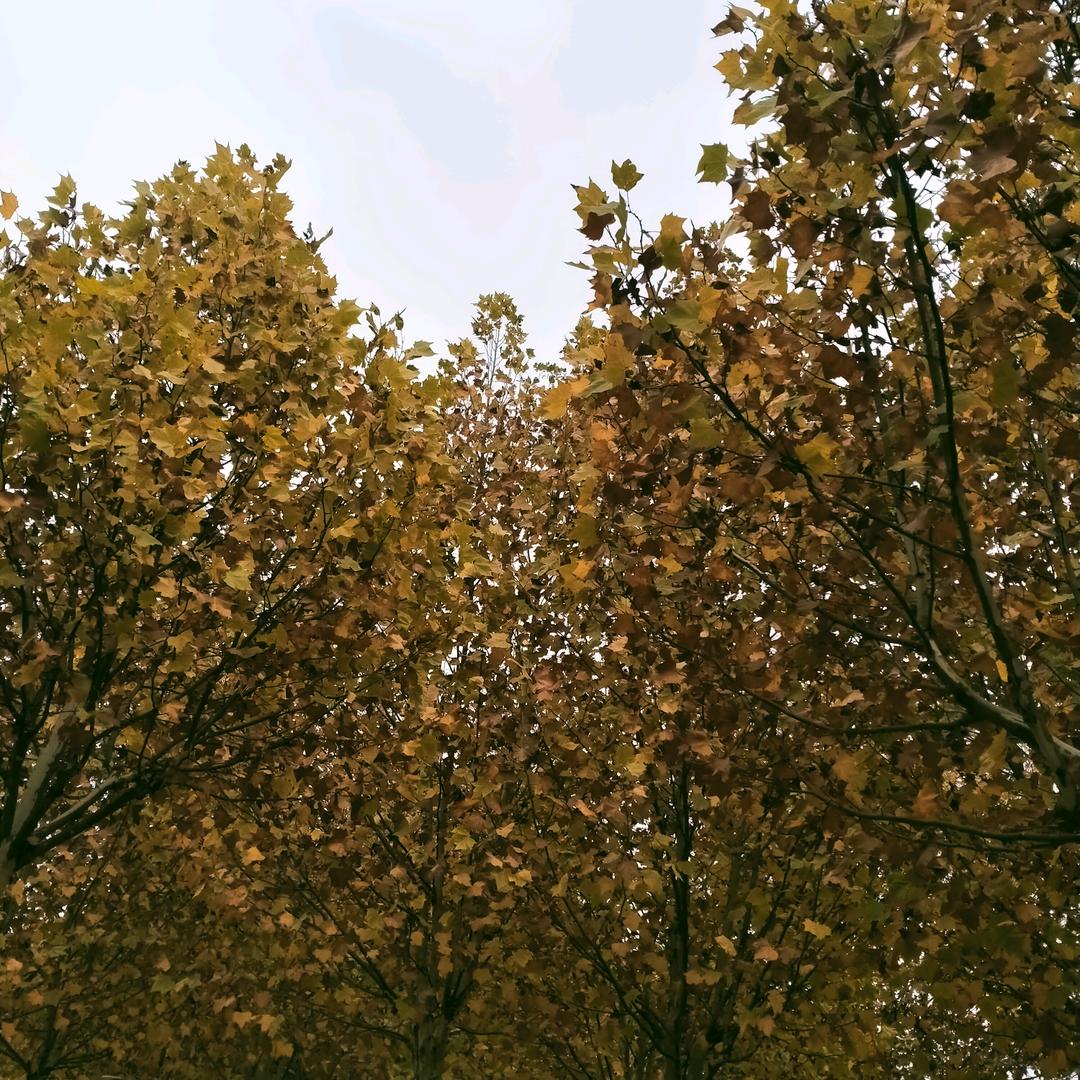 雨果（为孩子而活）