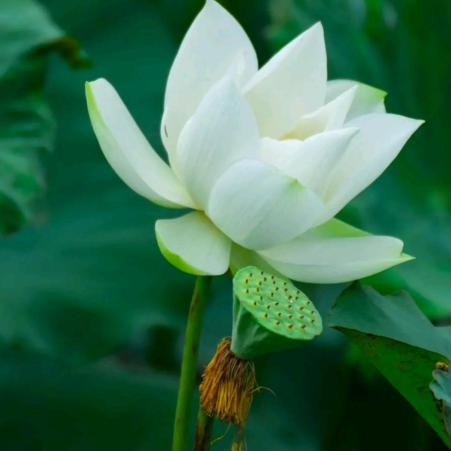池