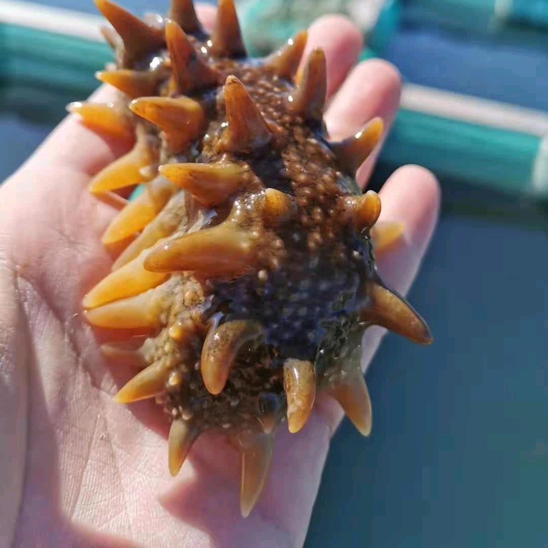 大连拜耳水产服务中心