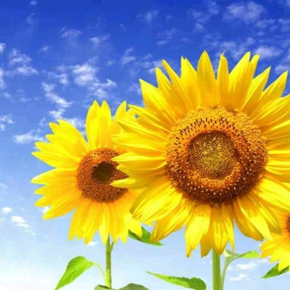 🍒᭄温柔二叔🍒᭄