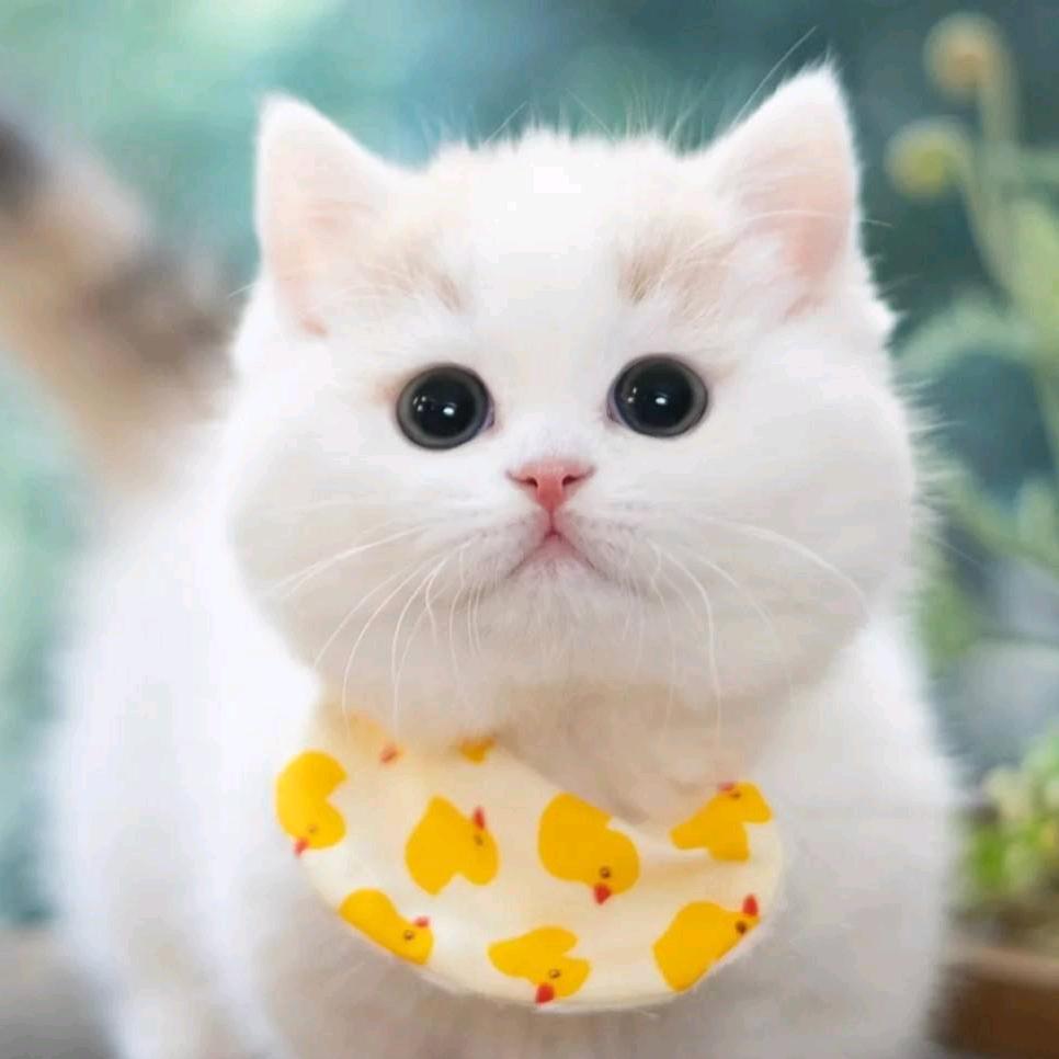 猫宝（手机剪辑）