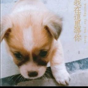 小兔礼物🎁