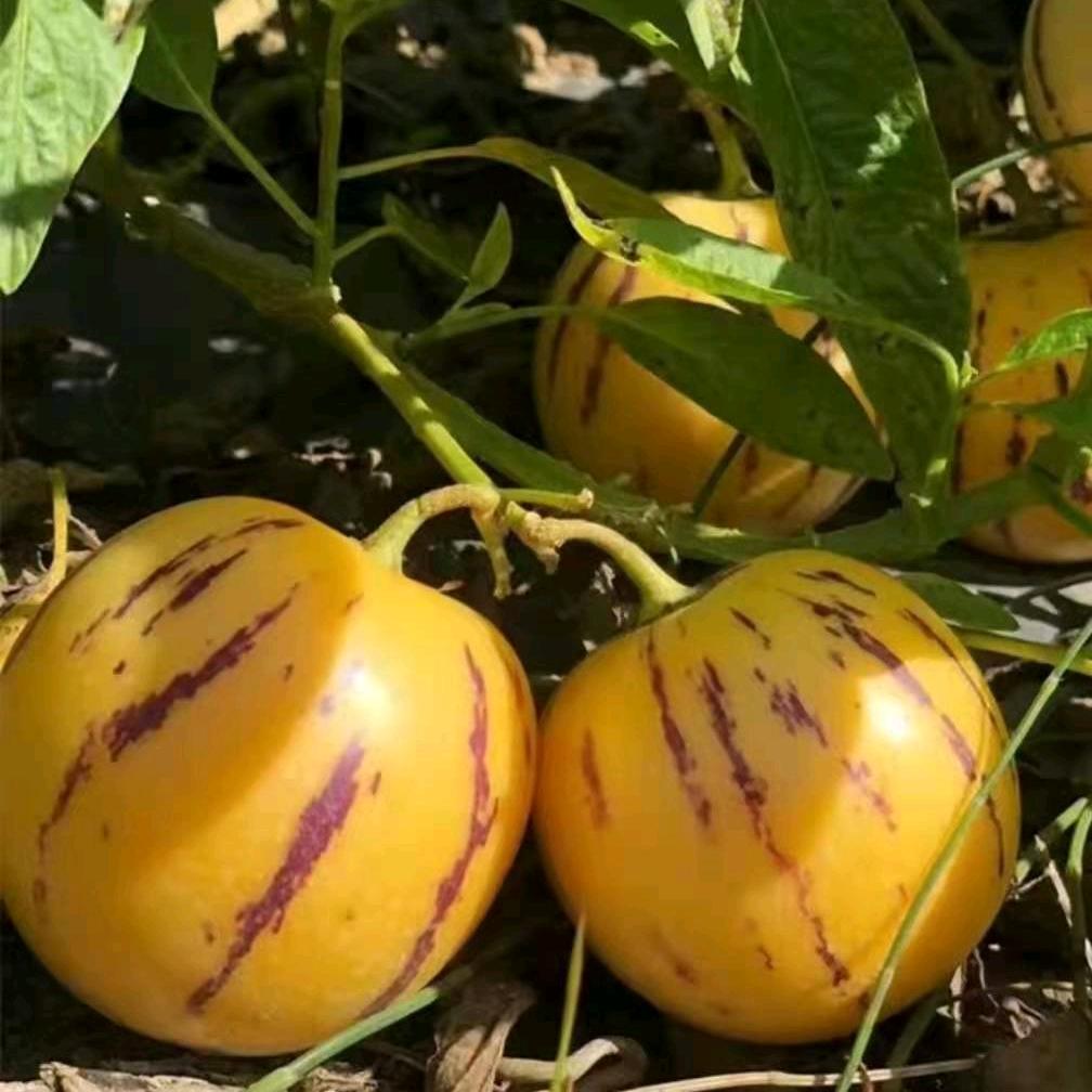 阿诗玛果业人参果