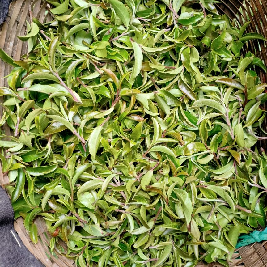 困鹿山乔木仕缘茶坊