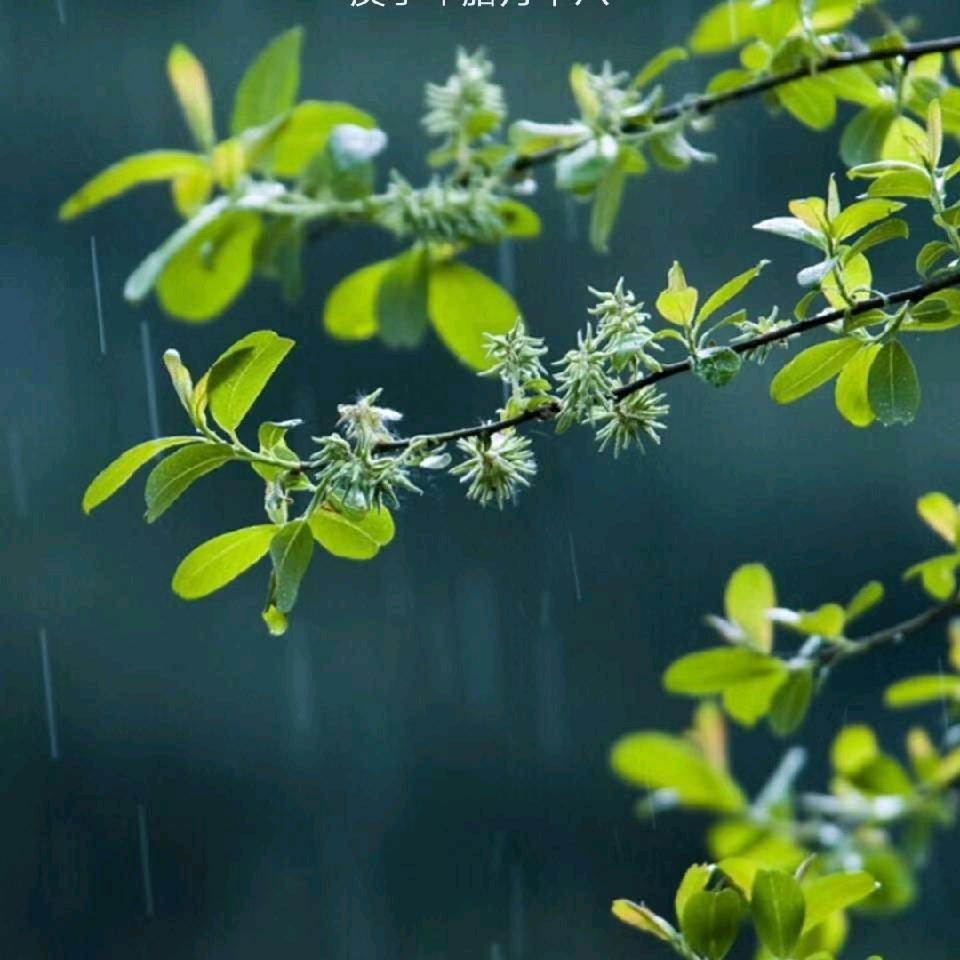可柔