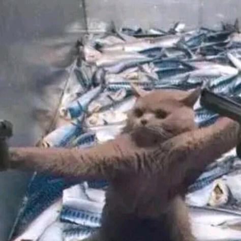 可爱的猫