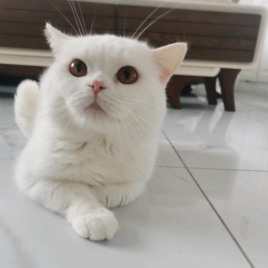 鸭梨
