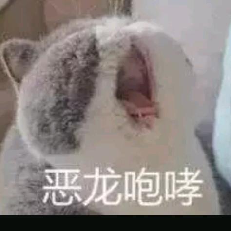 飞天猪