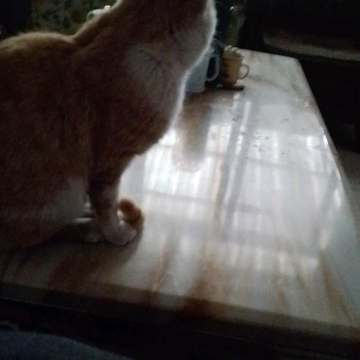 塞外飞鹰
