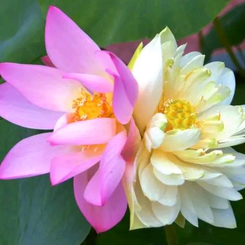 国学经典太虚游