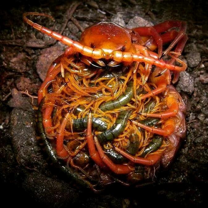 时间煮雨浓清龍