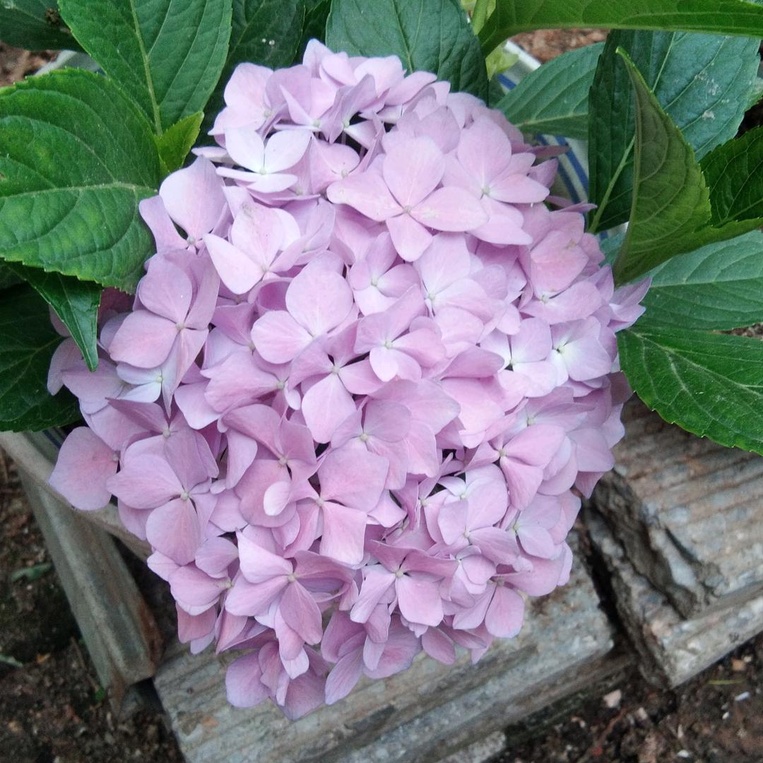 春暖花开乀