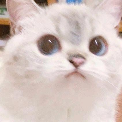 海鸽咕咕(我要中奖版！！！！)