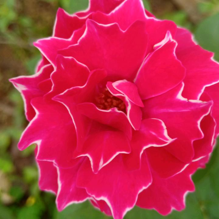 花花姐