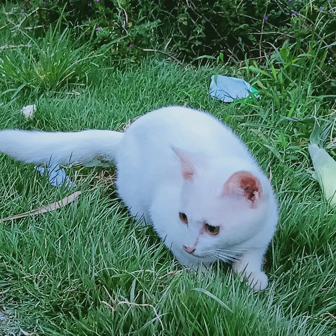 🕊ᰔᩚ᭄꯭李ꦿ ᪲࿐