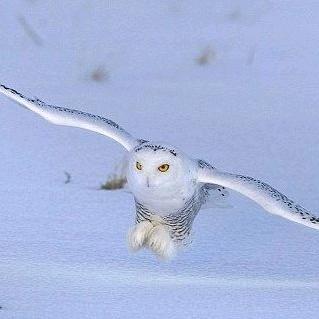雪鹰