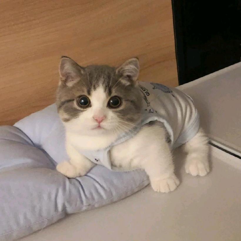 小小蚁鼻