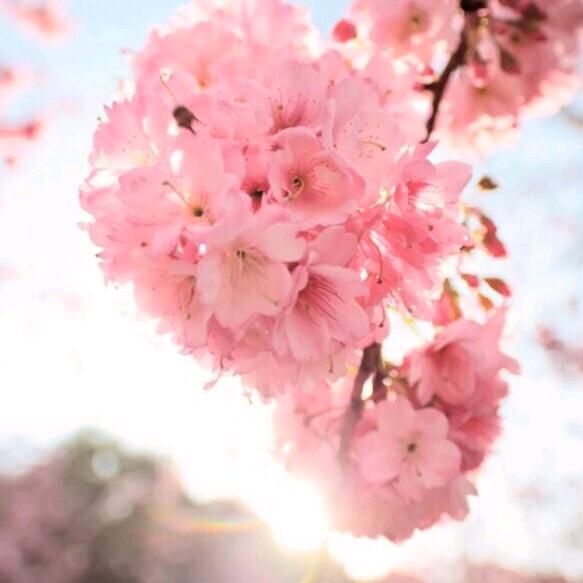 淑花