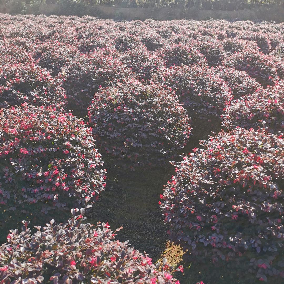 平坝样样有苗木批发