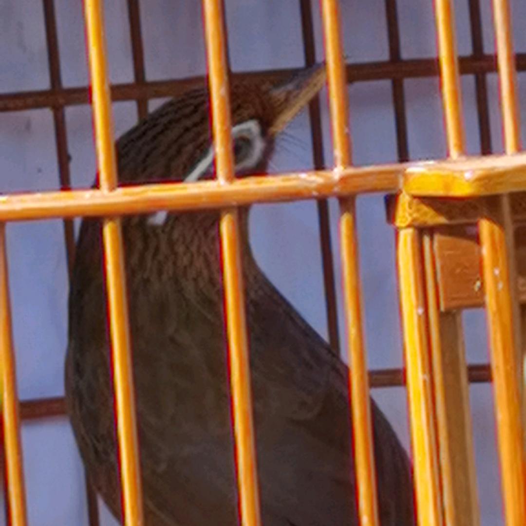 寂寞的伤永远恨