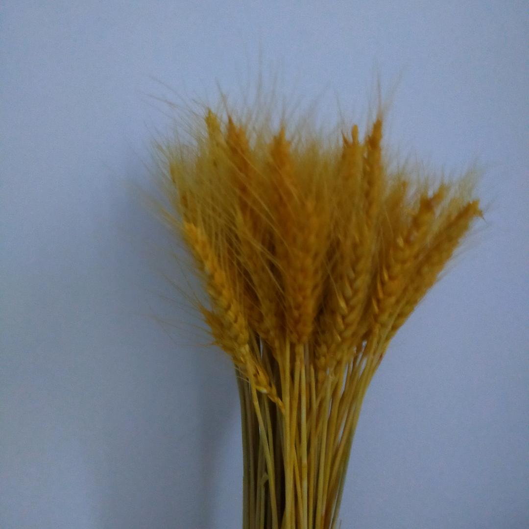 青香头像