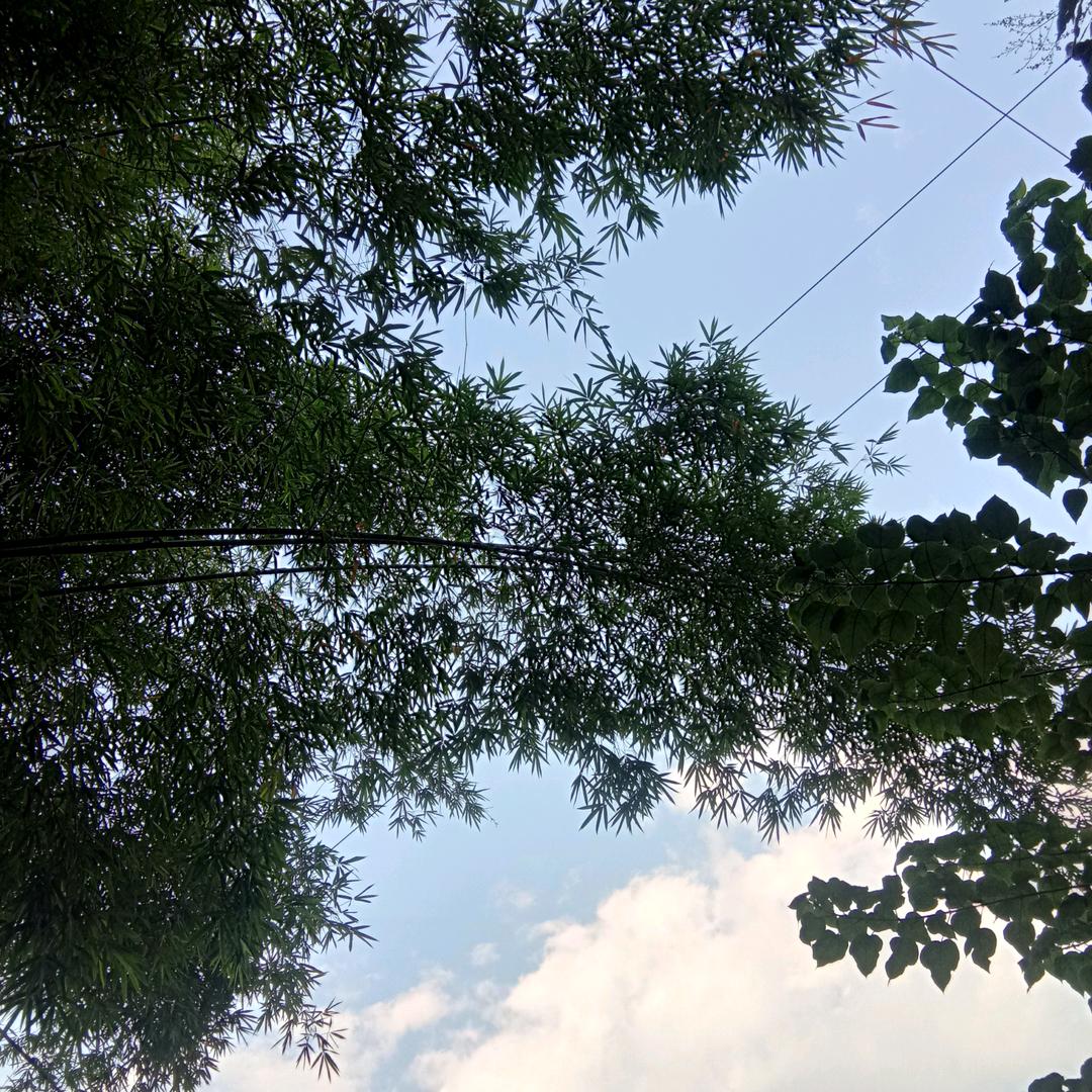 朱 大 叔