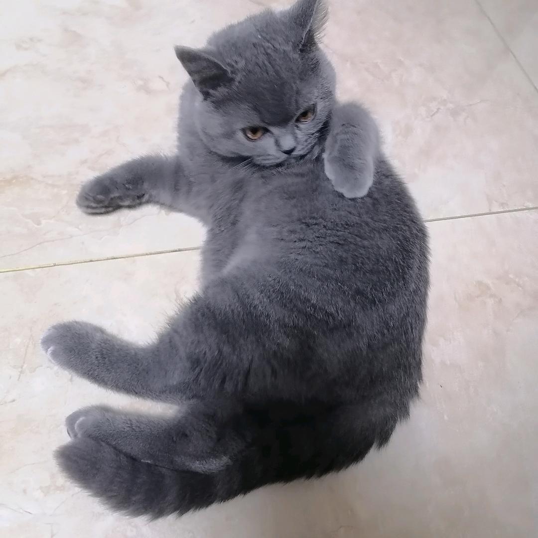 聪明猫